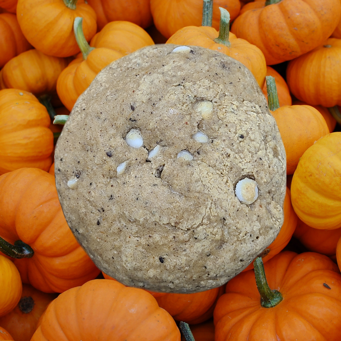 Pumpkin Latte Box of 24